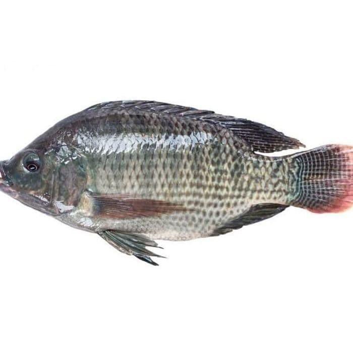 

IKAN MUJAER MUJAIR - PASAR KEMIRI