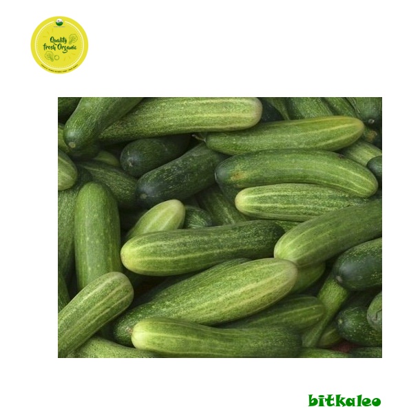 

Timun Lokal Organik 500 gr (PO)
