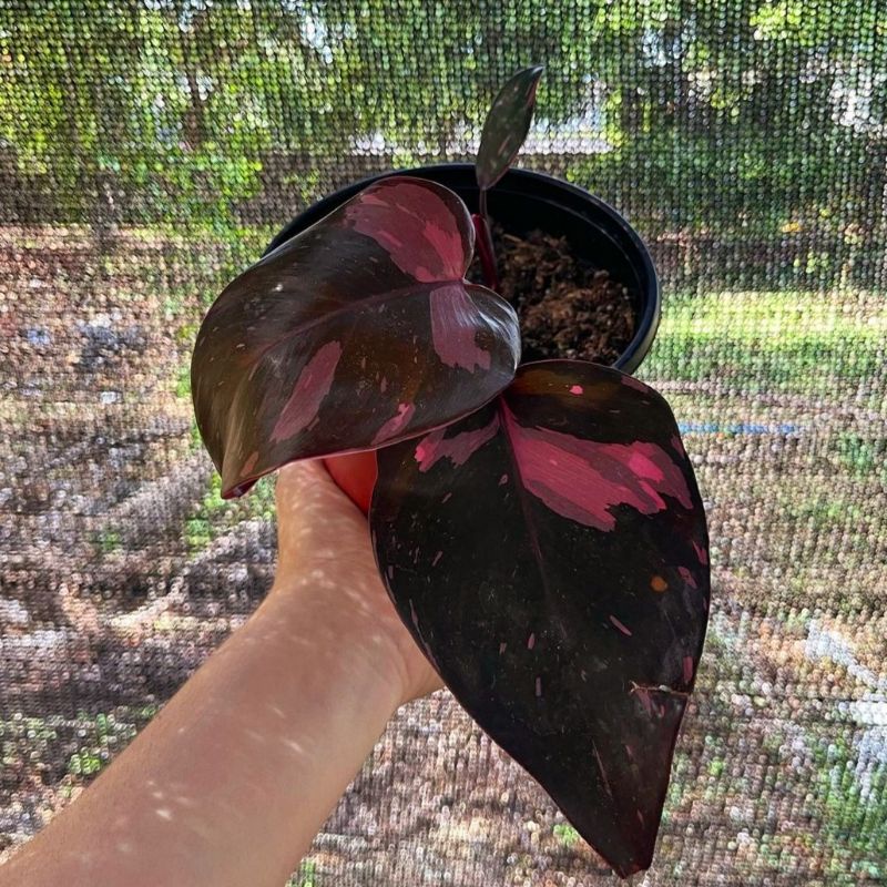 Tanaman Hias Philo Pink princess/ Philodendron Pink princess / Philo murah florist nursery