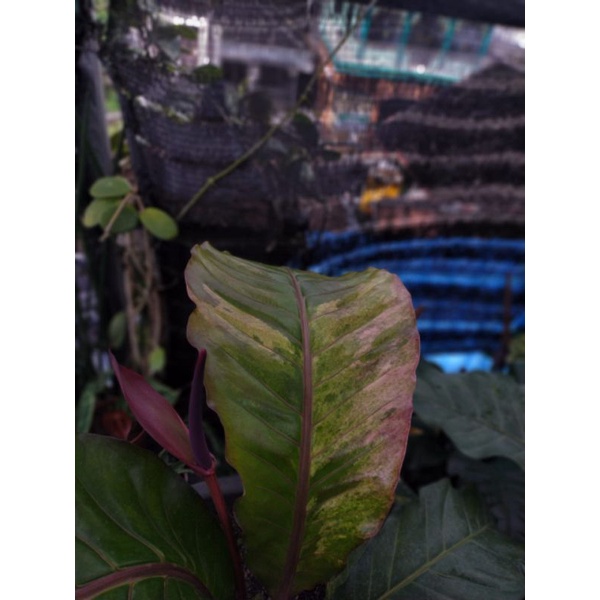 Anthurium Hookeri Tanduk Varigata Pink1