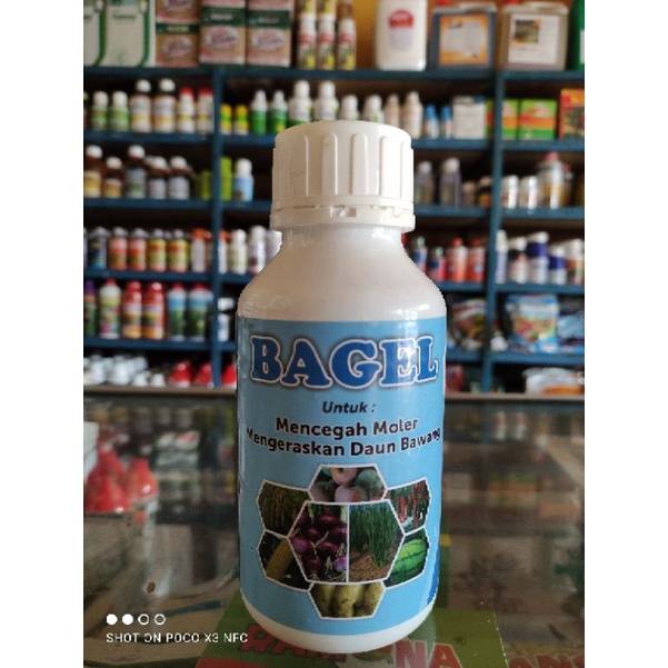 BAGEL untuk mencegah moler dan mengeraskan daun bawang