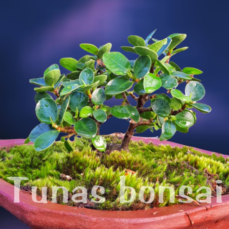 Tanaman hias bonsai dolar mikro / mangkok 03
