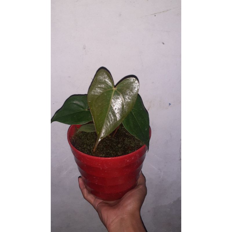 Anthurium modeanum baby