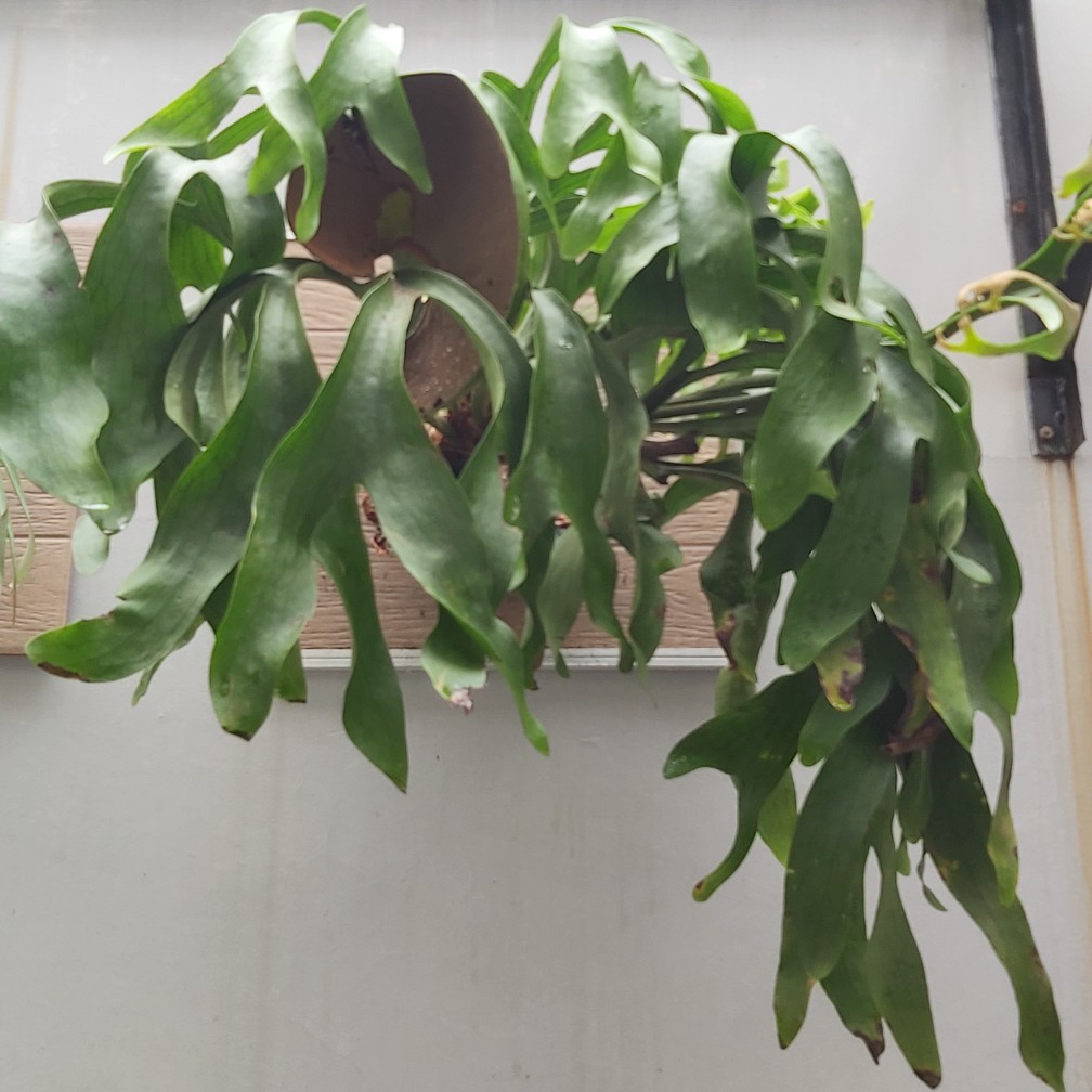 Platycerium Hillii Dragon