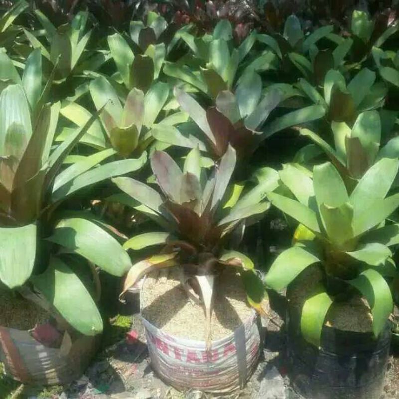 Tanaman hias bromelia giant dewasa