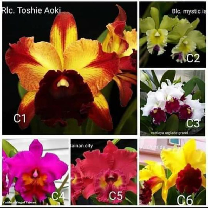 paket 5 anggrek seedling Cattleya hybrid