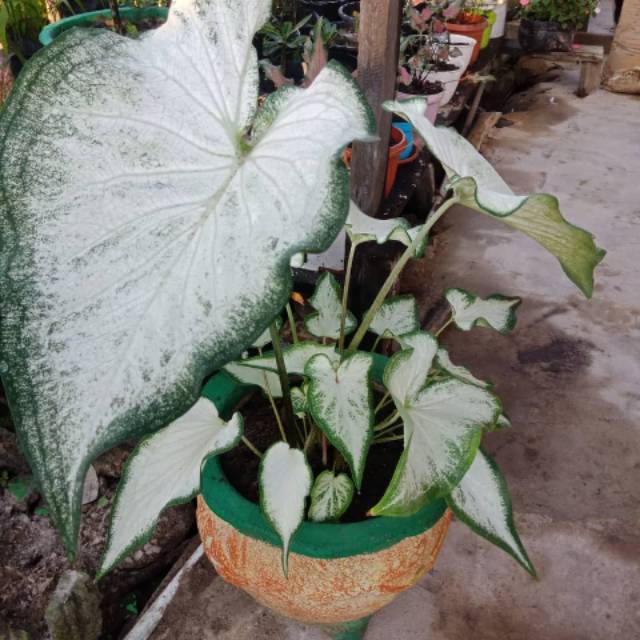 

Bibit Caladium Whit Knight 3-4 daun