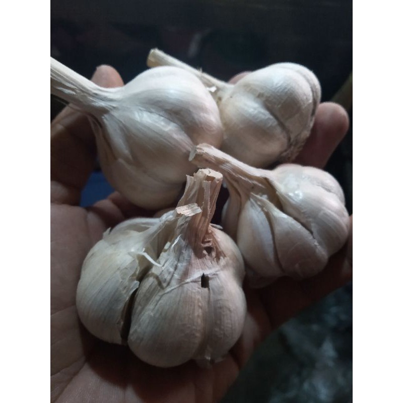 

bawang putih kating 500gr