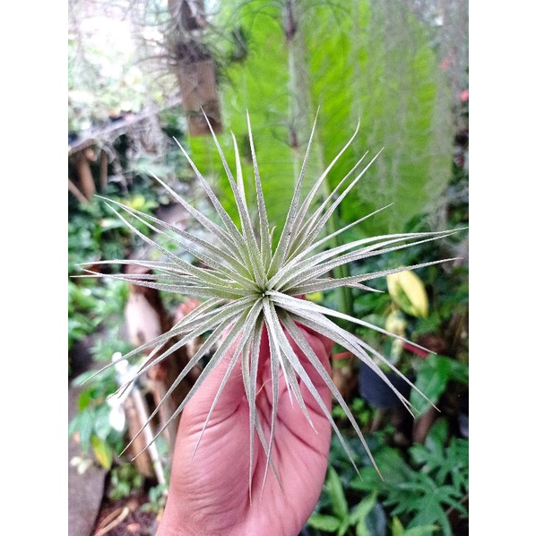 tillandsia houston KAKTUS SUKULEN TANAMAN HIAS