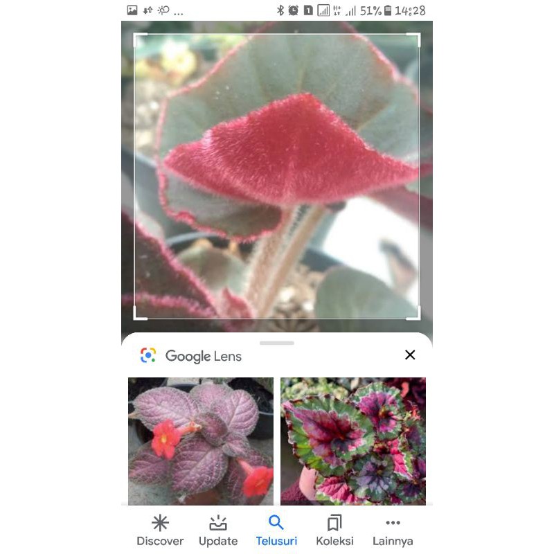 Begonia karpet merah/Bludru