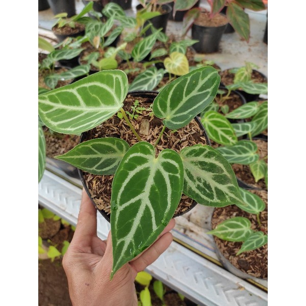 bibit anakan kuping gajah dorayaki silver