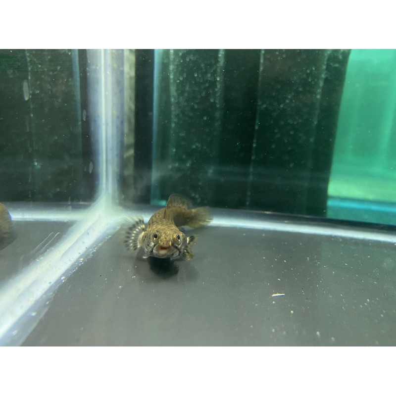 Ikan Channa pulchra blue 5-7cm unik muka kodok untuk collector