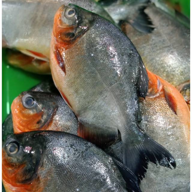 

Bawal Tawar 1kg