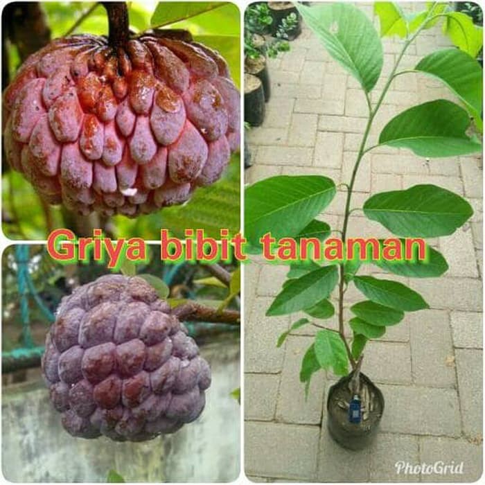 BIBIT BUAH SRIKAYA MERAH