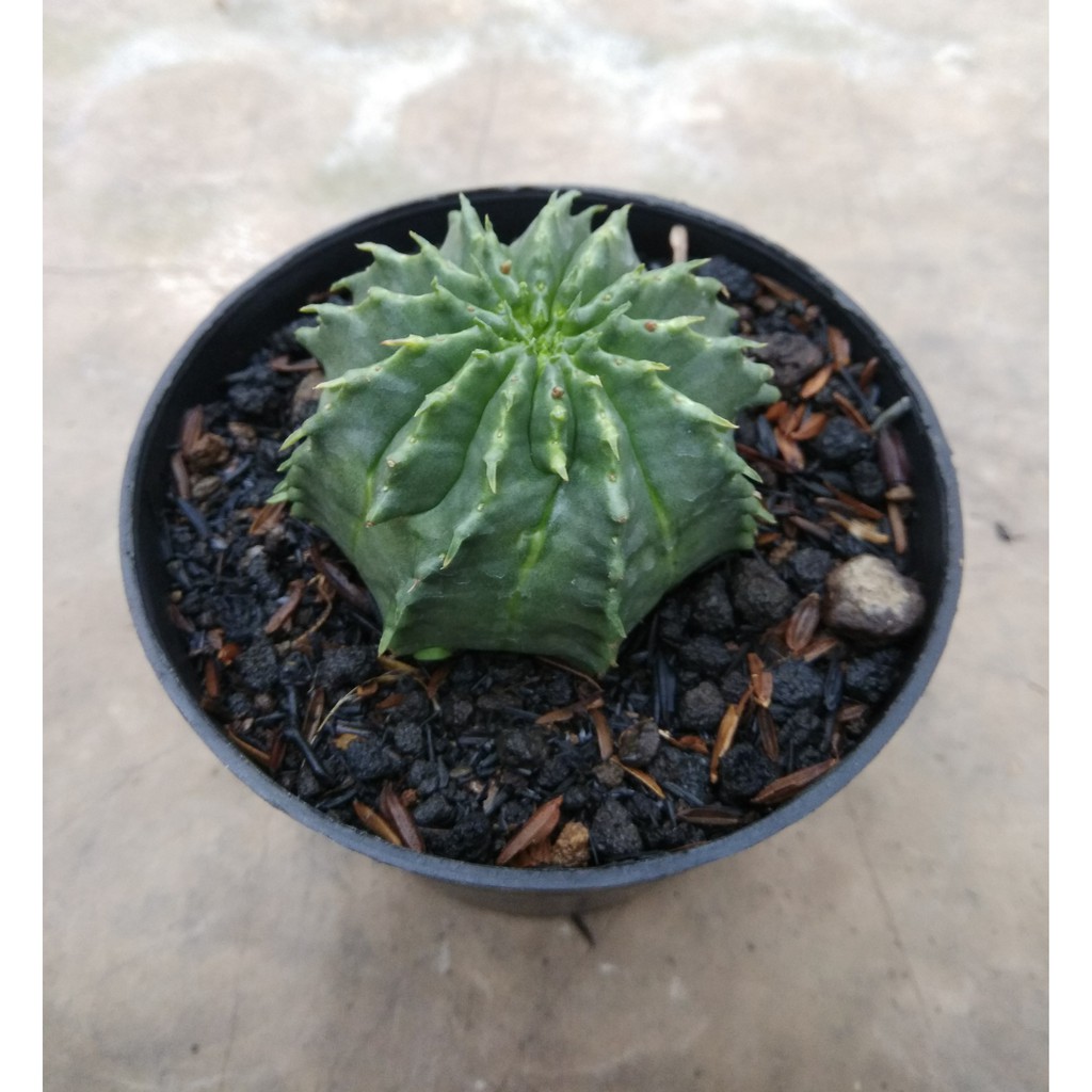 TANAMAN HIAS EUPHORBIA VALIDA