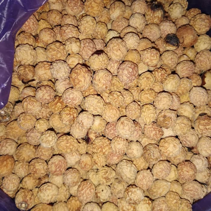 biji bidara arab asli