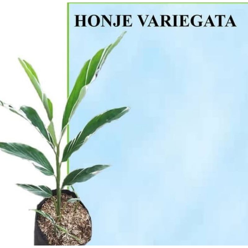 tanaman hias pohon honje varigata - pohon hias - hiasan taman