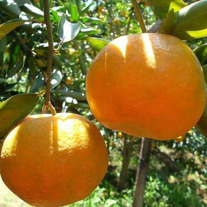 Jual Bibit Jeruk Siem Madu Mandarin Cepat Berbuah Shopee Indonesia