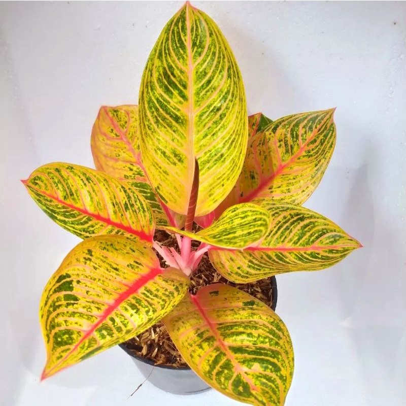 Aglonema Kresna / bibit bunga / bunga hidup / tanaman / tanaman bunga / bunga hiasan /bunga aglonema