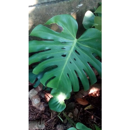 monstera king asli 2-3 daun