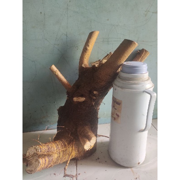 bahan bonsai murbei berkarakter bagus sesuai gambar jumbo