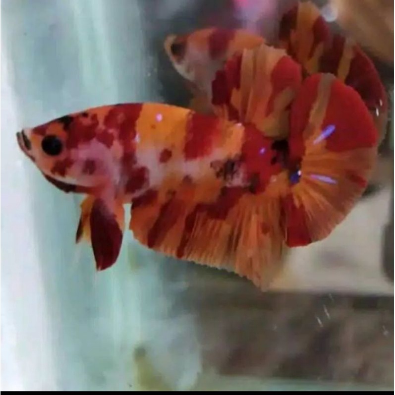 ikan cupang koi Nemo emerald murah bagus