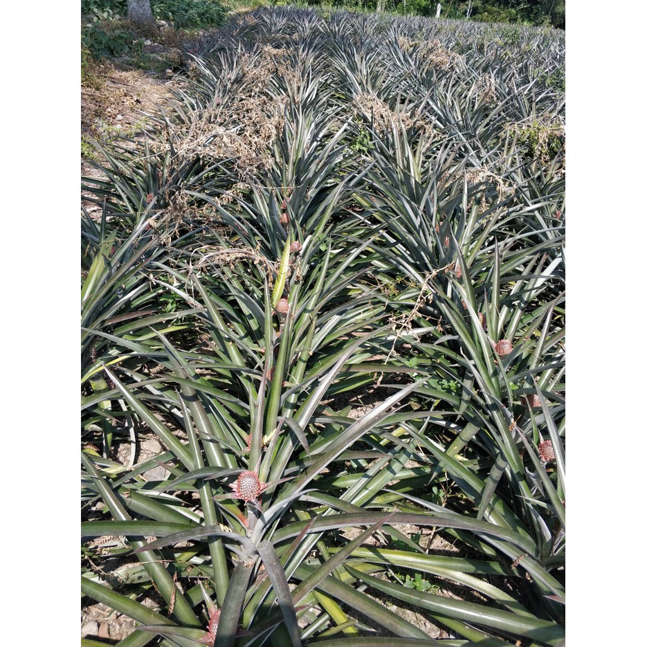 Diskon Bibit Buah Nanas Bogor Super Murah