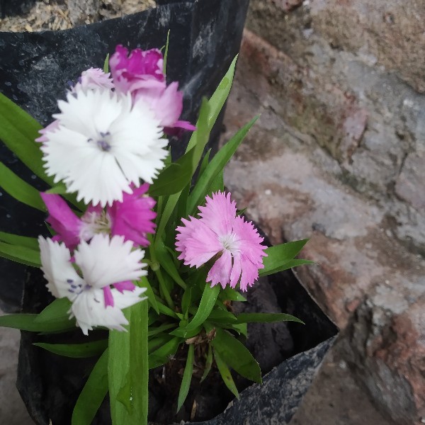 Tanaman Hias Dianthus Atau Anyelir 3 Warna