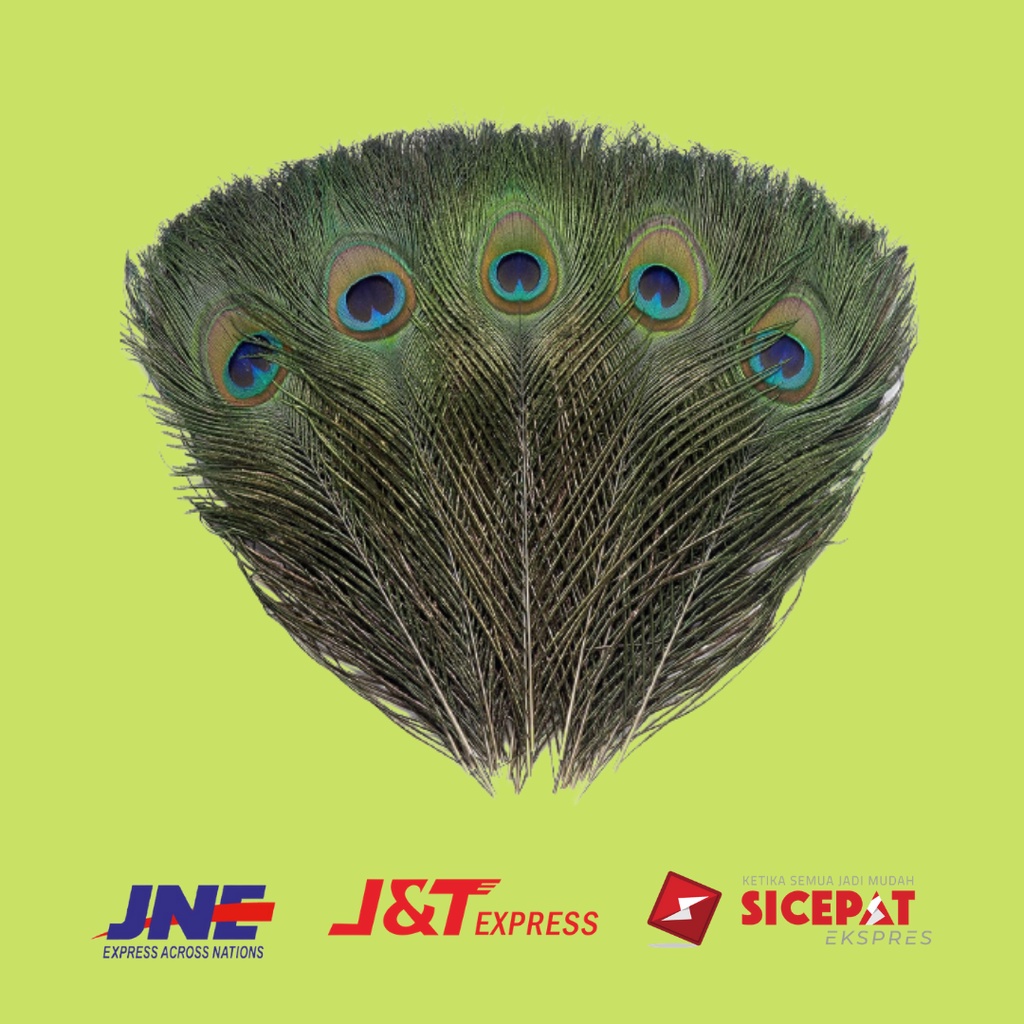 {PROMO EKSTRA} REPLIKA BULU MERAK SIZE 20-25 CM