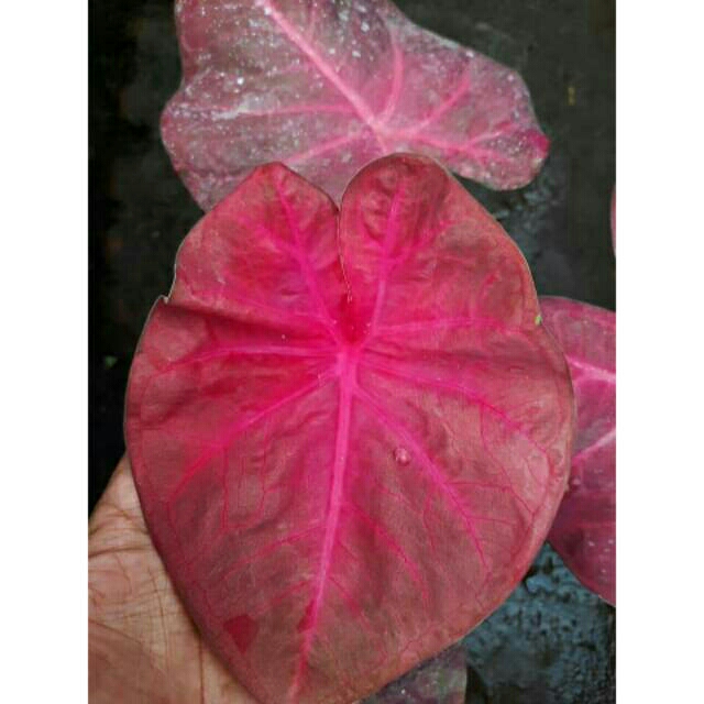 Tanaman Hias Caladium Keladi Pinky Boys