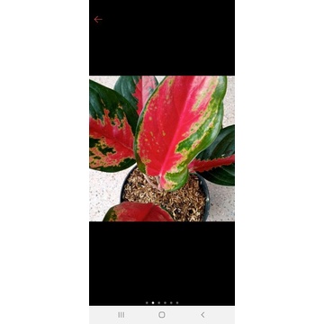AGLONEMA KOCIN CAMELEON/CAMELON REMAJA MURAH