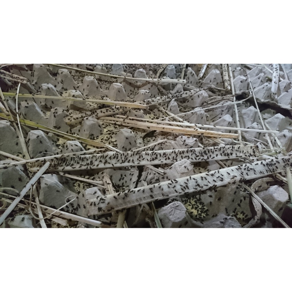 jual Budidaya Jangkrik Bagi Pemula Bisa Beli Telur Jangkrik