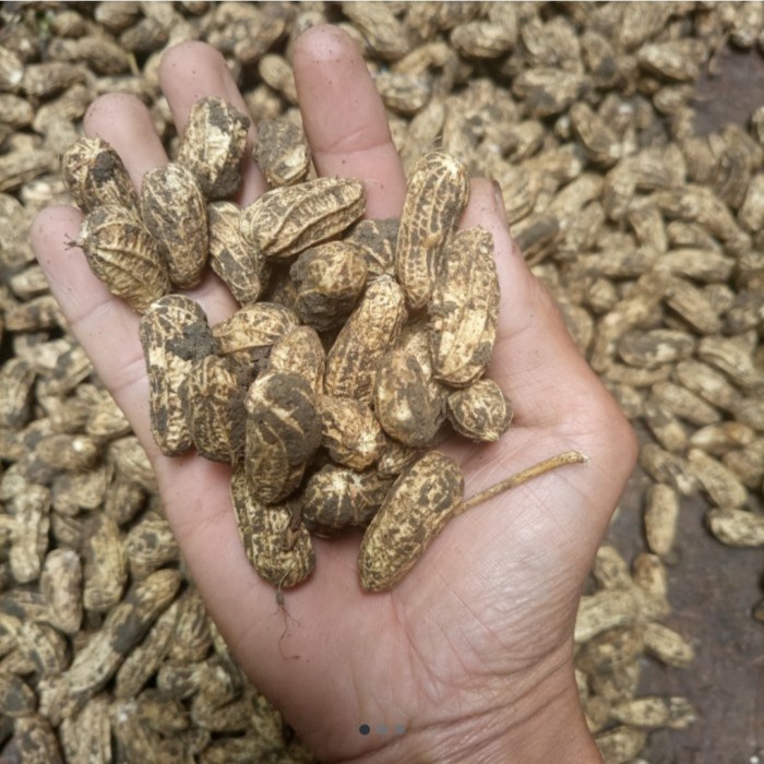 

Kacang Garuda Mentah - 500 Gram