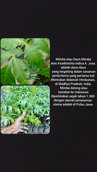 bibit pohon mimba- Azadirachta indica- tanaman mimba