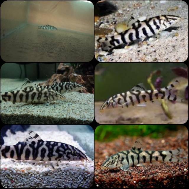 Ikan botia india untuk aquarium dan aquascape