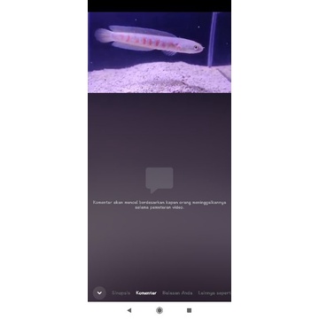 asiatica RS pure 12cm