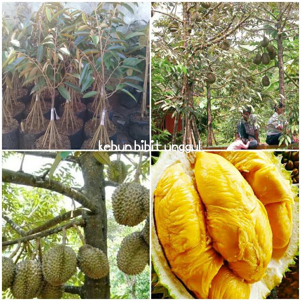 bibit durian musangking kaki 10 super  Seed