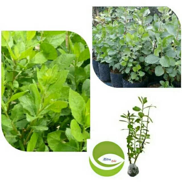 Bibit Tanaman Daun Beluntas/Pohon Daun Beluntas/Obat Herbal