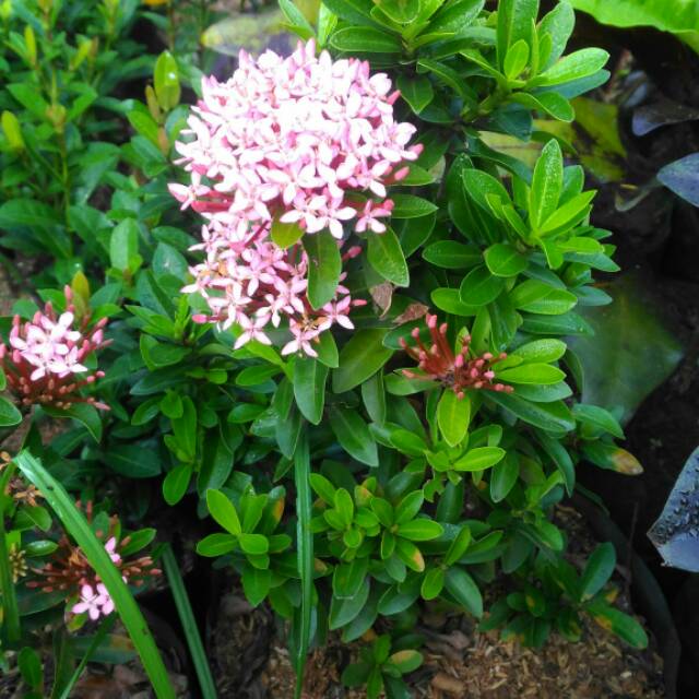 Tanaman Soka Jepang Bunga Pink