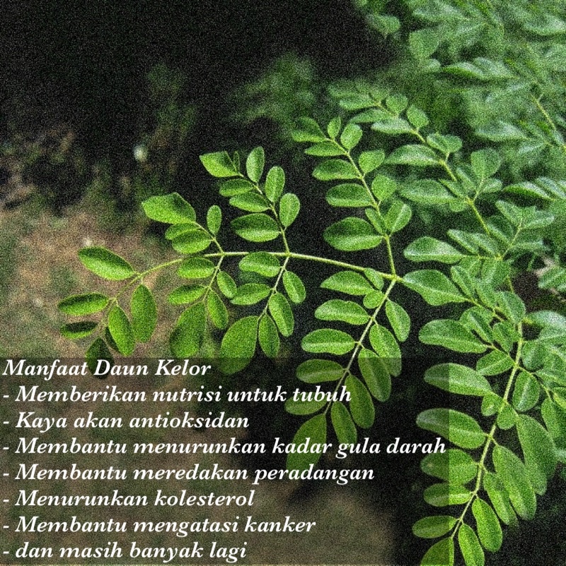 WEDANG UWUH DAUN KELOR / WEDANG SECANG JAHE REMPAH  DAUN KELOR / TEH KELOR OBAT ANTI ASAM URAT