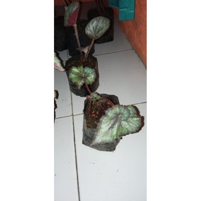 Begonia Keong