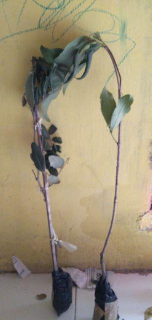 Tanaman Kelengkeng Pingpong (tinggi 40-60 Cm)