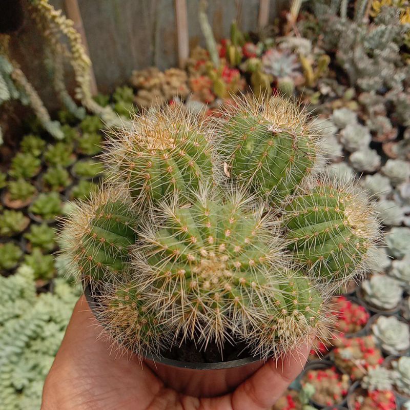 Kaktus ownroot Notocactus