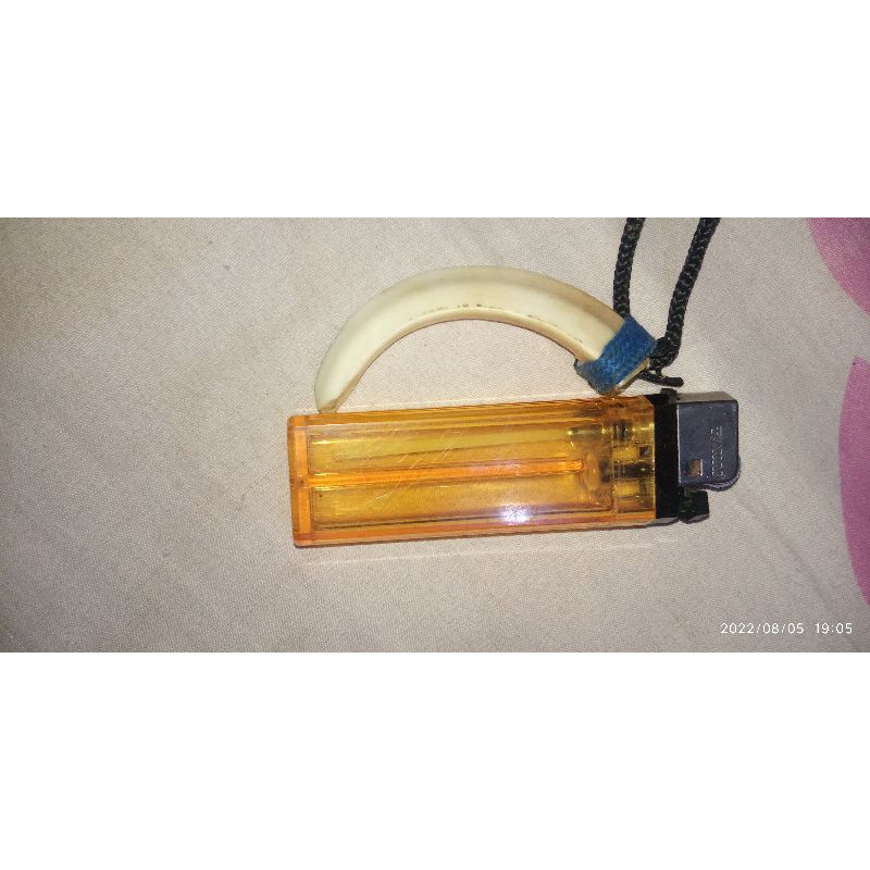 kalung taring babi asli