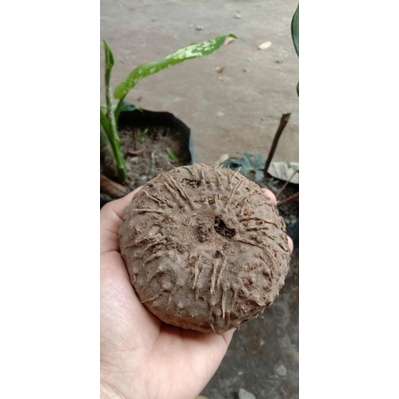 umbi porang 1 buah 1 kg- 1.3 kg