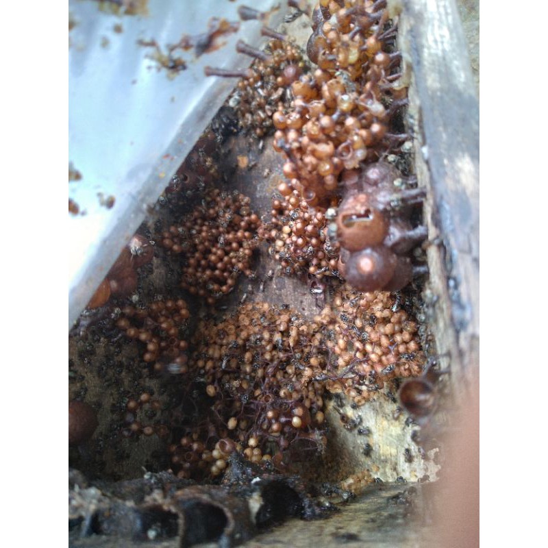 BIBIT KLANCENG TRIGONA