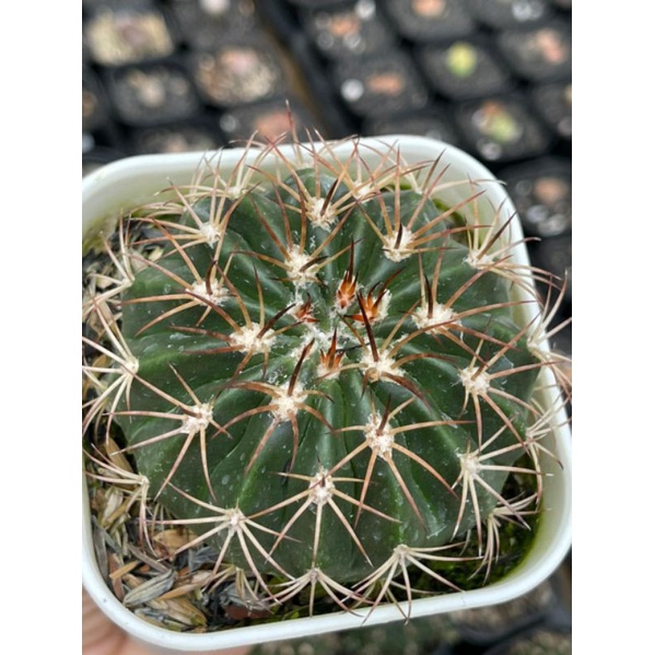 Kaktus Melocactus Matanzanus