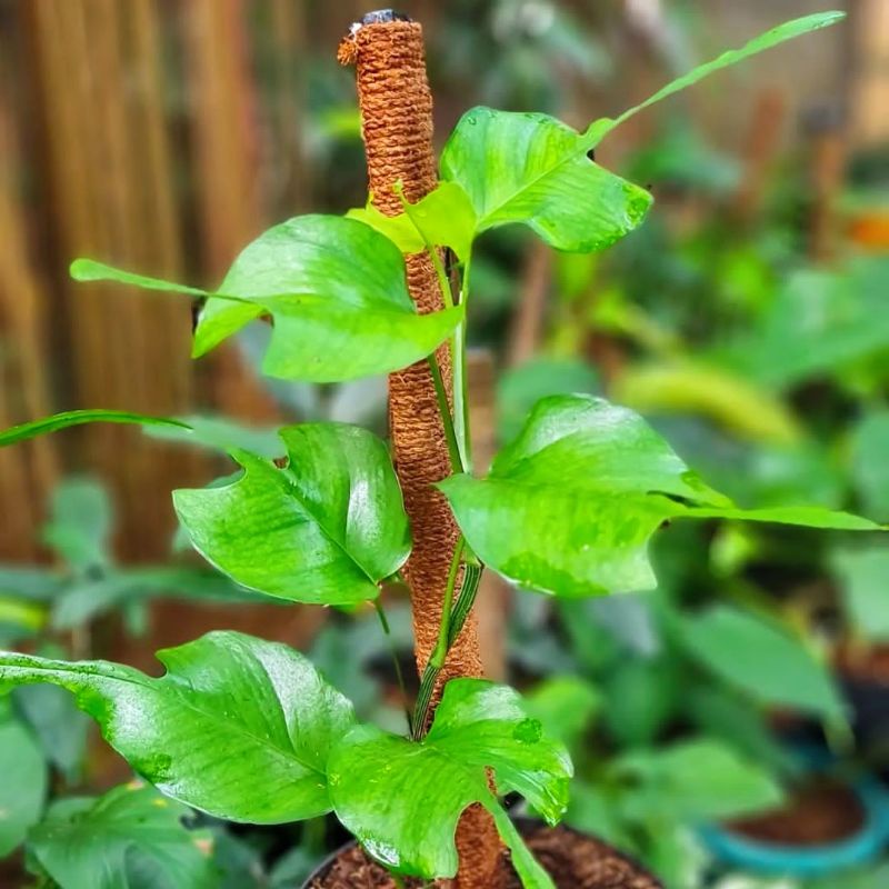Philodendron SkeletonKey