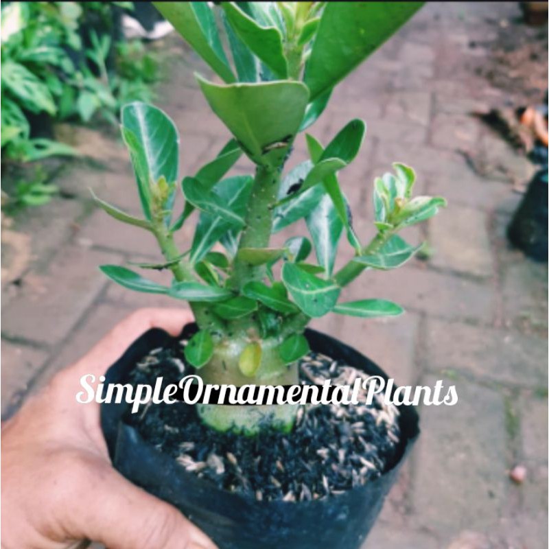 Bibit tanaman adenium bonsai kamboja jepang - Bonggol besar