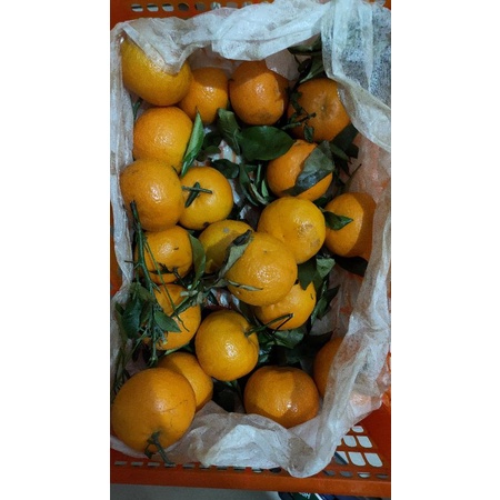 Buah Jeruk Santang Wokam Daun